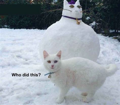 19 White Cat Memes | QuotesHumor.com