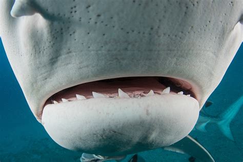 27 Great Facts About Shark Teeth - Facts.net