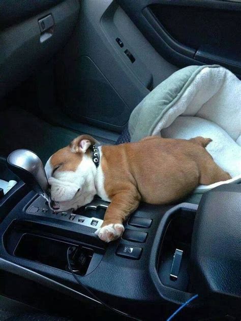 The 10 Most Awkward English Bulldog Sleeping Positions