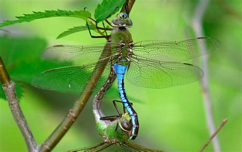 State Insect of Washington Lesson: The Green Darner Dragonfly - Owlcation