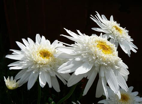 White Gerbera Daisies in bloom close-up photo HD wallpaper | Wallpaper ...