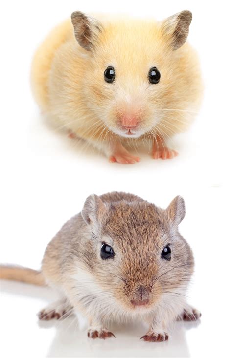 Gerbil Vs Hamster - What's The Difference And Which Is Best For You?