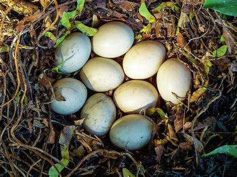 Duck Egg Nest | ubicaciondepersonas.cdmx.gob.mx