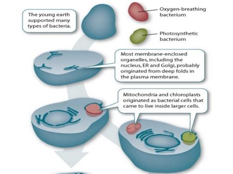 Theory Evolution: Endosymbiotic Theory Evolution