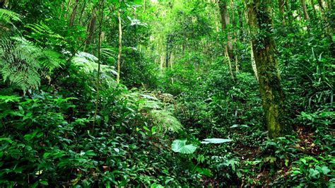 Bosque tropical, selva, arbustos, hierba, árboles, verde Fondos de ...