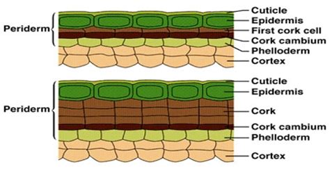 Formation of Periderm in Plants - QS Study