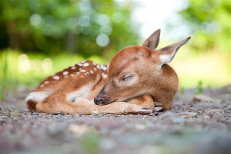 Baby cerbiatto non riesce ad attraversare la strada: ecco cosa fa la mamma - Petsblog