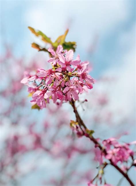 10 Dreamy Places to See Cherry Blossoms in Taiwan in 2024 • Hoponworld