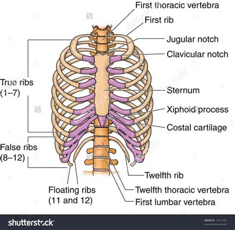 Anatomy Of Sternum And Ribs | MedicineBTG.com