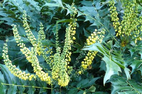 Mahonia on the move - 15 minutes of green