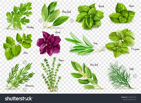 Large Set Herbs On Transparent Background Stock Vector (Royalty Free) 1529591207 | Shutterstock