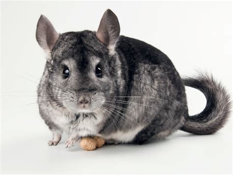 Short-tailed Chinchilla Facts, Habitat, Diet, Pictures