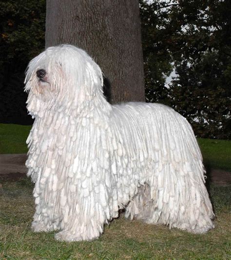 White Komondor dog near the tree photo and wallpaper. Beautiful White Komondor dog near the tree ...