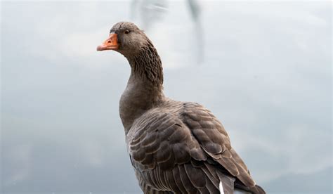 Toulouse Goose Breed Profile - Farmhouse Guide