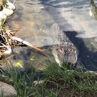 Gator Farm - 6 tips from 215 visitors