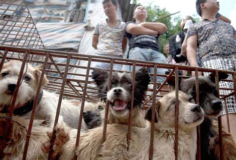 Yulin Dog Meat Festival Begins in China