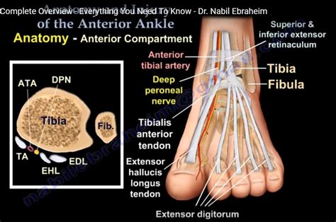 Diagnosis of Ankle Pain — OrthopaedicPrinciples.com