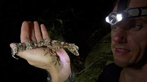 New creatures found in Cape York’s ‘lost world’