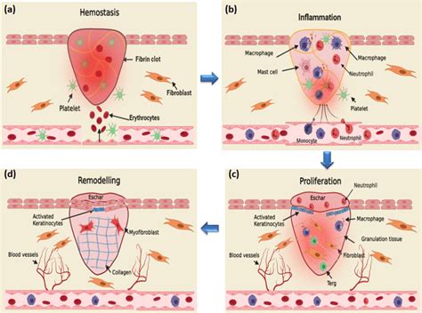 Stage Of Wound Healing Phases