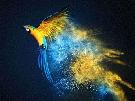 Parrot OS Wallpapers - Top Free Parrot OS Backgrounds - WallpaperAccess