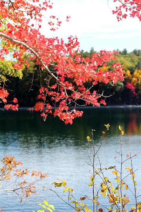 Fall on Walden Pond | Splash of Something