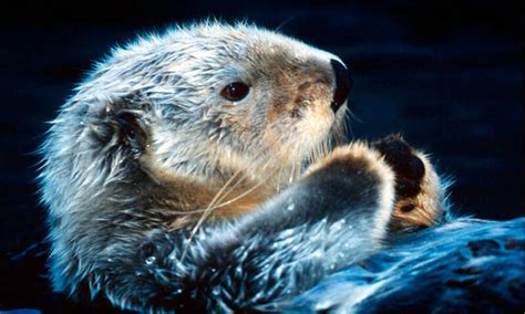 Ten Facts about Sea Otters | Blog Posts | WWF