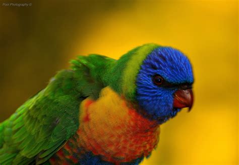 Baby Rainbow Lorikeet by cpool on DeviantArt