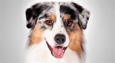 Australian Shepherd: Training, Health Care and Breed Information - Eat ...