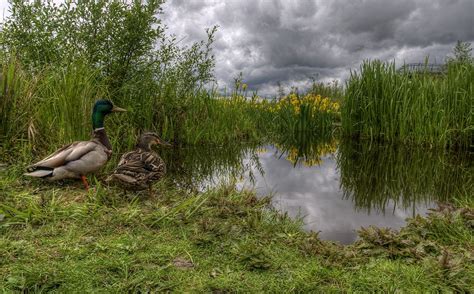 Burnaby Lake Regional Park II | HDR creme