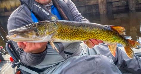 World Record Chain Pickerel: The Biggest Ever Caught