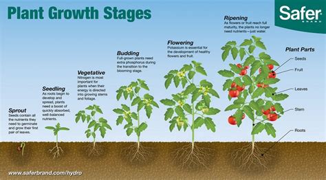 Cucumber Plant Growth Stages - Cucumber Plants In Pot. Cucumber Growth ...