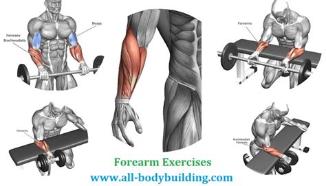 The Four Best Forearm Exercises ~ multiple fitness