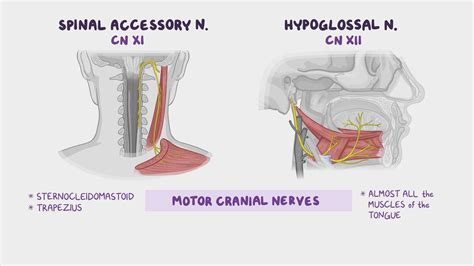 Peripheral Nervous System: Cranial Nerves Cranial Nerves,, 41% OFF