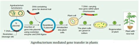 Methods Of Gene Transfer