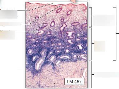 uterus layers pt2 Diagram | Quizlet
