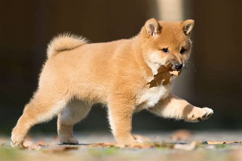 [ベスト] cute shiba inu 651433-Cute shiba inu names - jpgazozone