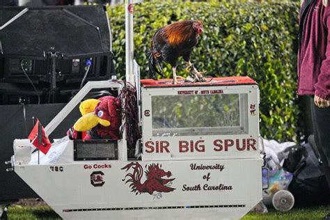 Gamecocks mascot to keep ‘Sir Big Spur’ name | The Game Nashville