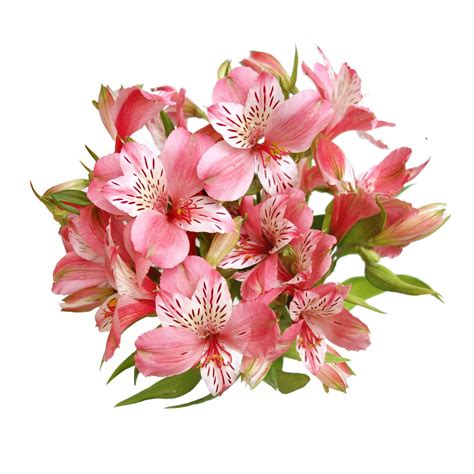 White Pink Alstroemeria - Alstroemeria Inticancha White Pink Blush Peruvian Lily From Garden ...