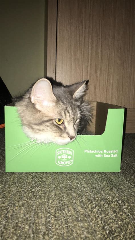 Aldi was sold out of cat houses. She doesn't seem to mind. : r/aldi