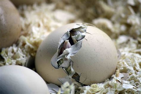 8 Tips for Hatching Chicks Naturally