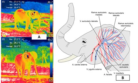 Auricular window of an African elephant (Loxodonta africana). (A). A... | Download Scientific ...