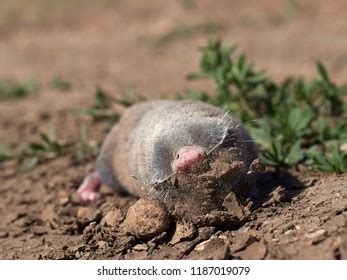 Crowned Shrew Natural Habitat Stock Photo 92023010 | Shutterstock