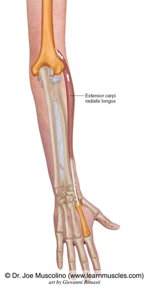 Extensor Carpi Radialis Longus - Learn Muscles