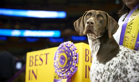 It's Official! Tenth Straight Westminster Kennel Club Dog Show 'Best In Show' Winner 'CJ' Is ...