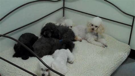 Six Toy Poodles Arrive at Poodle Rescue of Houston - YouTube