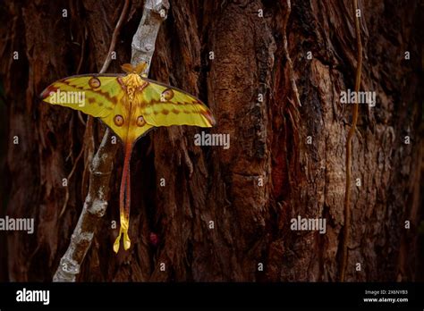 Comet moth, Argema mittrei, big yellow butterfly in the nature habitat, Andasibe Mantadia NP in ...