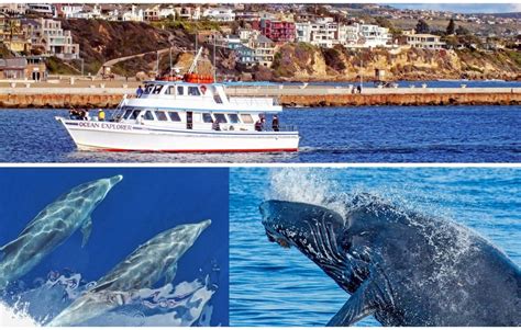 Dana Point Whale Watching Tours, Dana Point, CA - California Beaches