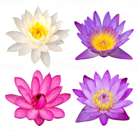 set of lotus flower isolated with clipping path 20974446 PNG