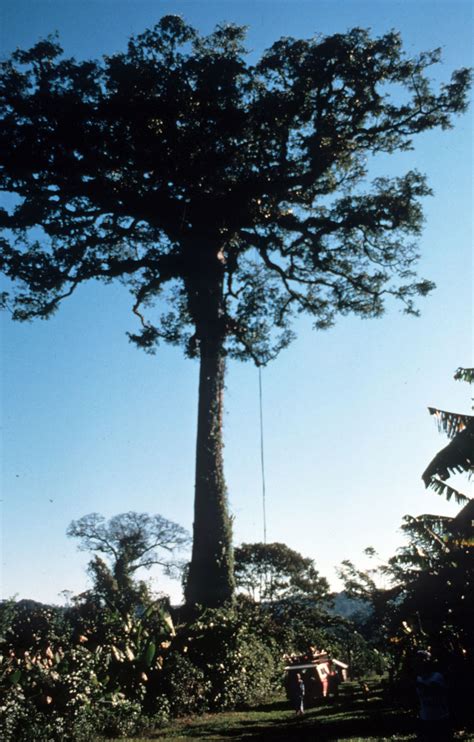 Gorgeous Ceiba tree! There could be hundreds of other plants and small animals living in it's ...