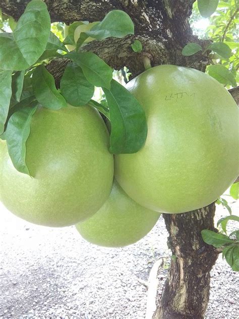 Happy Sunday Everyone!!!! CALABASH TREE - Medicinal Plant We are ...